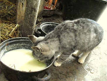 Voedwel, natuurlijk voedingsadvies, poes drinkt melk